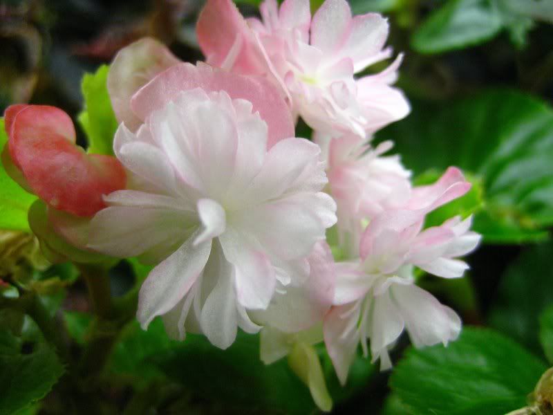waxbegoniablooms2.jpg