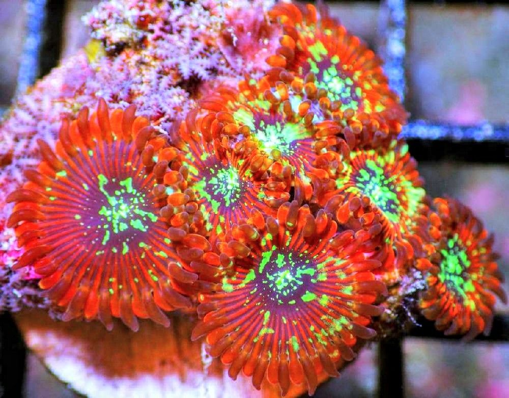 1020Magician20Palys2017520492 zpszmeufi8x - Amazing New Frags Just Posted