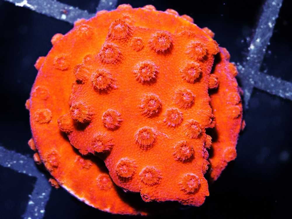 12%20Red%20Hot%20Lava%20Cyphastrea%2075%