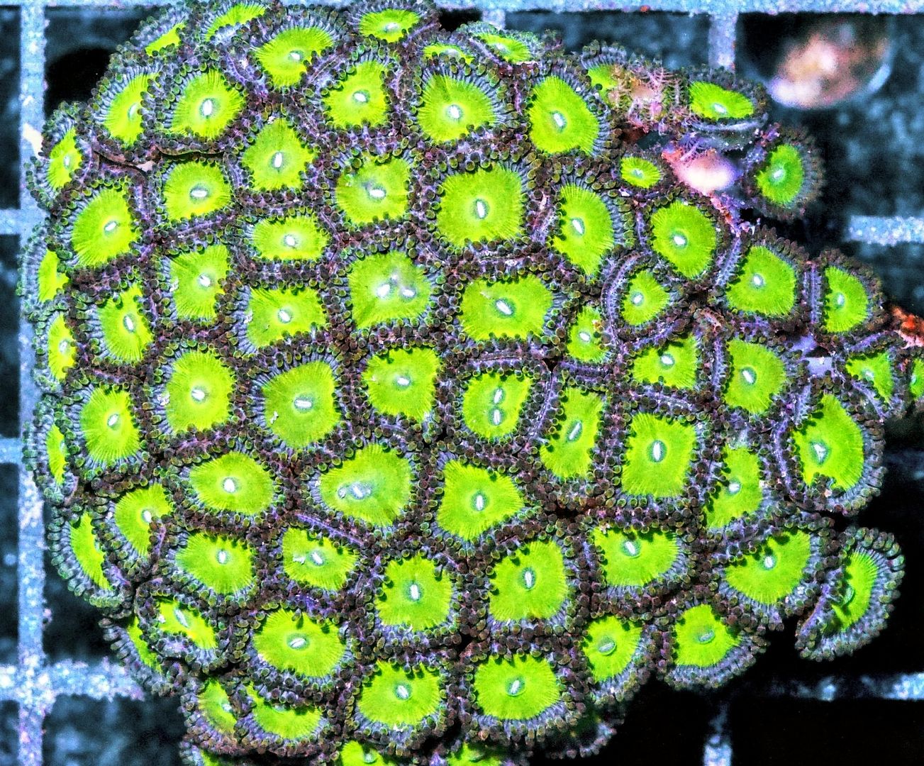 14sourapples994 zpsg2idxcid - Beautiful Zoas Available 30% off