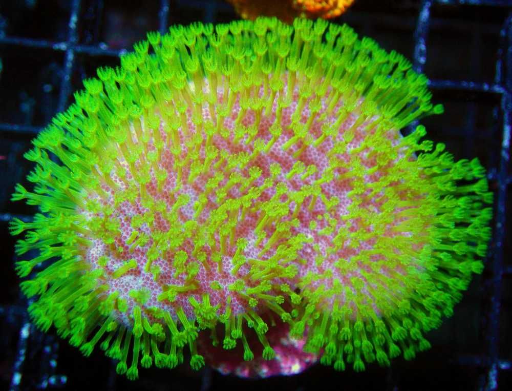 18%20Bright%20Green%20Polyp%20Toadstool%