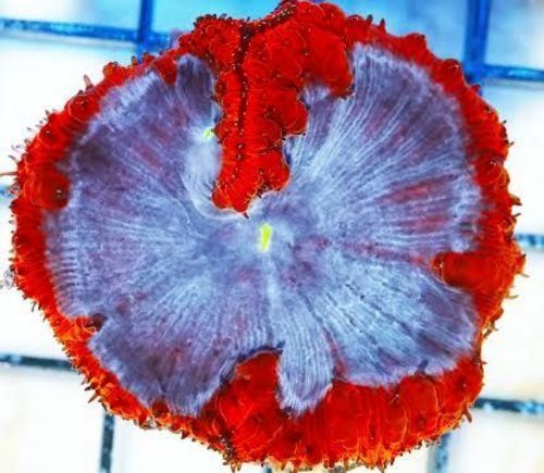 tn 17blueblastomussavivida175199hpa0717 zps2ivsbhz5 - NEW Hand-picked Indo Corals!
