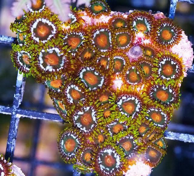 tn 2120Orange20Mouth20Zoanthids2022049 zpsmlo0lcgt - Over 100 NEW WYSIWYG Frags!