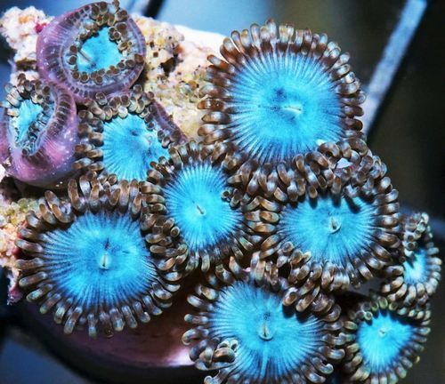 tn 24bluepalys7579 zpsy0erzogn - NEW Hand-picked Indo Corals!