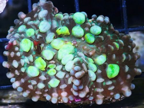 tn 29ultrabubblingbouncingmushroom125199 zpsxsed5sgb - NEW Hand-picked Indo Corals!