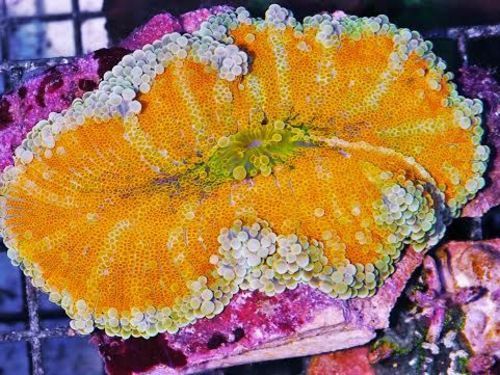 tn 6bigandbeautifulorangeandtealricordeayuma3199hpa0706 zpseeki3clq - NEW Hand-picked Indo Corals!