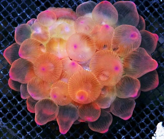 tn A20A1307207920Rose zpsocsipy5h - NEW Bubble Tip Anemones!