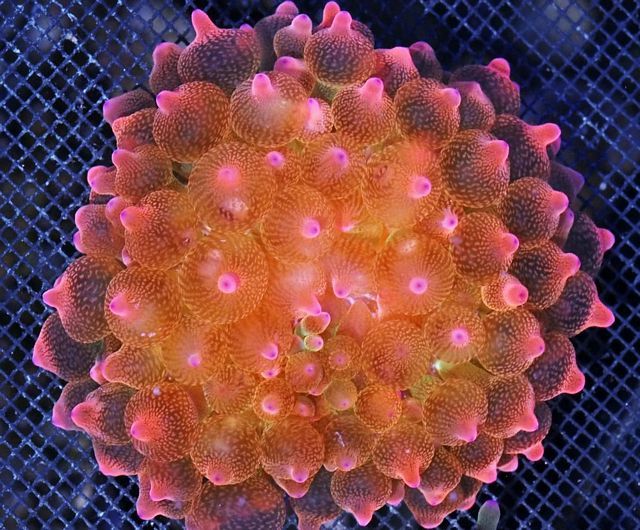 tn A20A1323207920Rose zpscpn89jzp - NEW Bubble Tip Anemones!