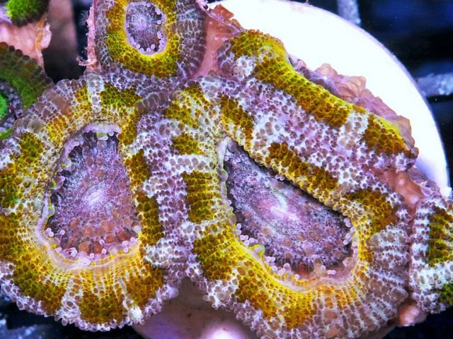 tn AF20AU01042013920Minion20Acan20lord zpsv8jmfjps - NEW Aussie Acans and Specials!