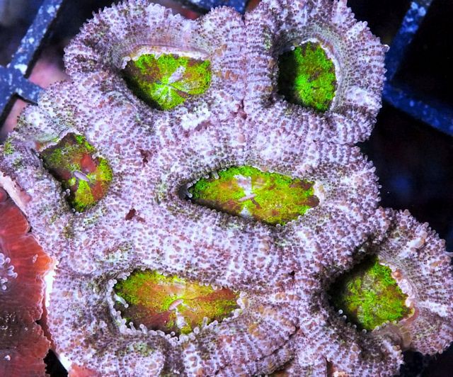 tn AF20AU01182012920Ultra20Acan20lord zpszxkuuatl - NEW Aussie Acans and Specials!