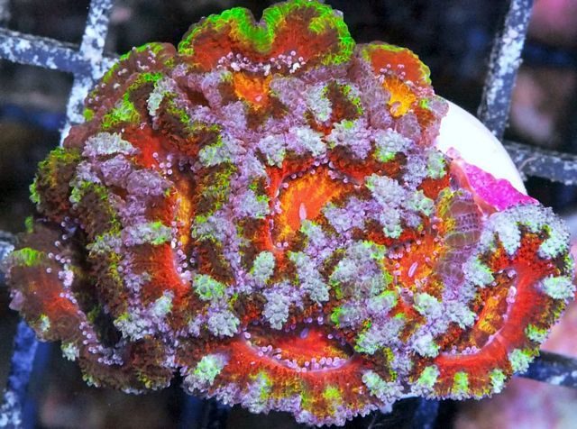 tn AF20AU01252015920Rainbow20ACan20lord zps611yppca - NEW Aussie Acans and Specials!