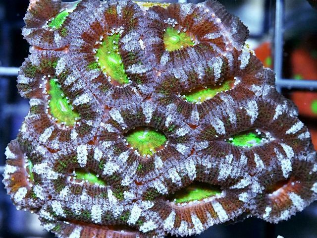 tn AF20S1186207920Acan zpspntlrgs4 - 40% off WYSIWYG Frags and Aussie!