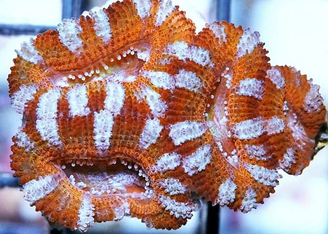 tn AF20S1205207920Acan zpsjcr1huqs - NEW Pieces of the Reef and More!