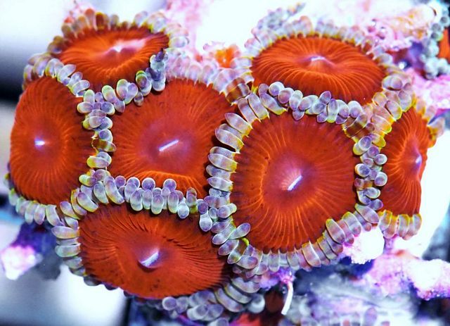 tn F20D2066205920Big20Redds20Zoanthids zpsc8dsofsy - NEW Frags-40% off!
