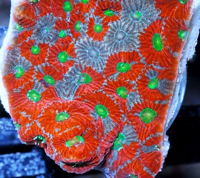tn F20JL2519204920Mottled20War20Coral zpsavievtll - NEW Coral Colonies and Frags!