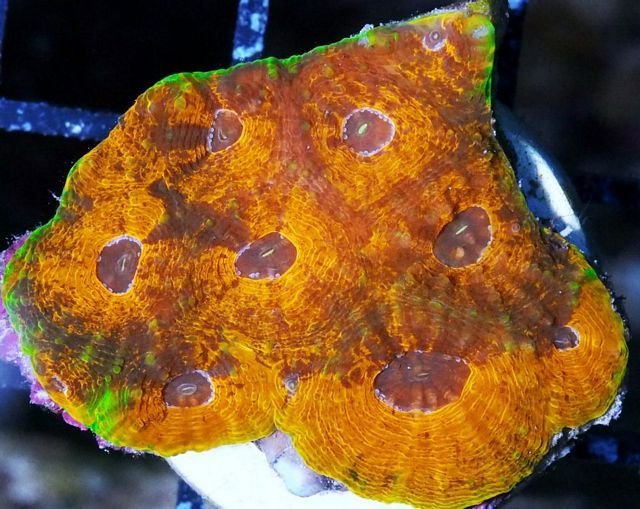 tn F20JL2551203920Orange20Twist20Acan20echinata zpsphylgglh - NEW Coral Colonies and Frags!