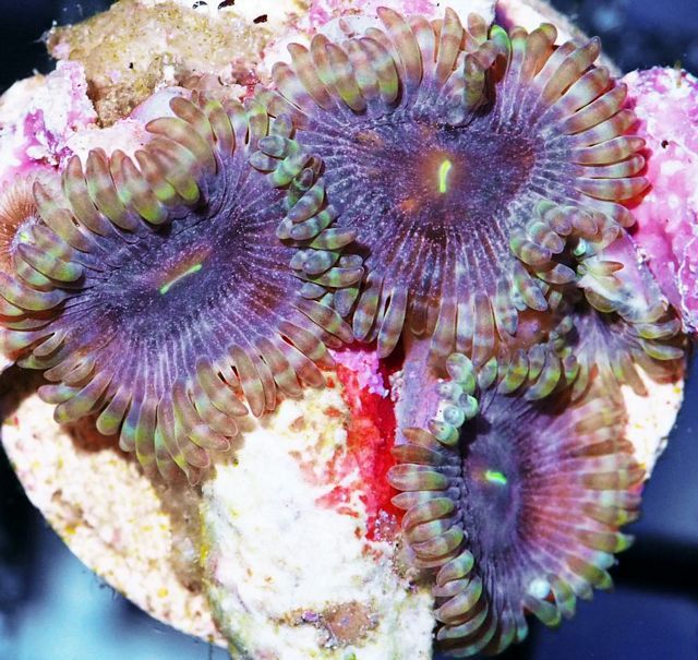 tn F20JN3060203420Pink20Glam20Zoanthids zpscnooqlaw - NEW Scolys and More!