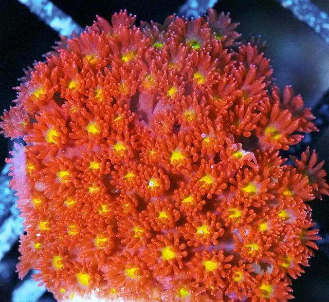 tn F20Jl2515205920Golden20Glow20Gonipora zpsev3dvzhq - NEW Coral Colonies and Frags!