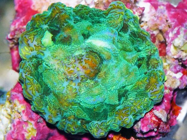 tn F20MA0385204920Emerald20Patchwork zps9aajpa9d - NEW WYSIWYG Frags-35% off!