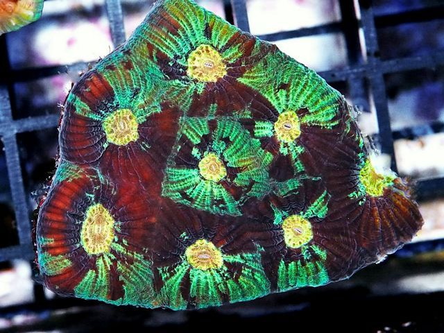 tn F20O0624203420Mint20Swirl20Brain zps6z4h2aue - NEW Pieces of the Reef and More!