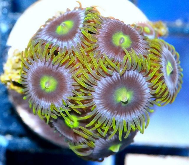 tn H6S1149F201520Lime20Eyes20Zoanthids zps0vryxzfd - Over 1000 Frags-40% off Sale!