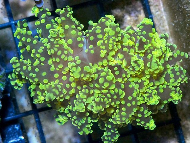 tn H6S1183F203020Green20Frogspawn zpsxj14xueo - Over 1000 Frags-40% off Sale!