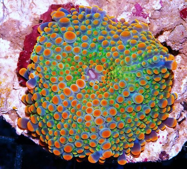tn HP20AU26112014920Orange20Blossom20Ricordea20yuma zpsln88dyv4 - NEW Hand-picked Indo Corals!