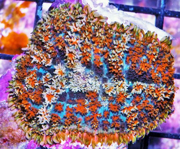 tn HP20AU26152029920Persian20Carpet20Shaggy20Mushroom zpshwuc2iwc - NEW Hand-picked Indo Corals!