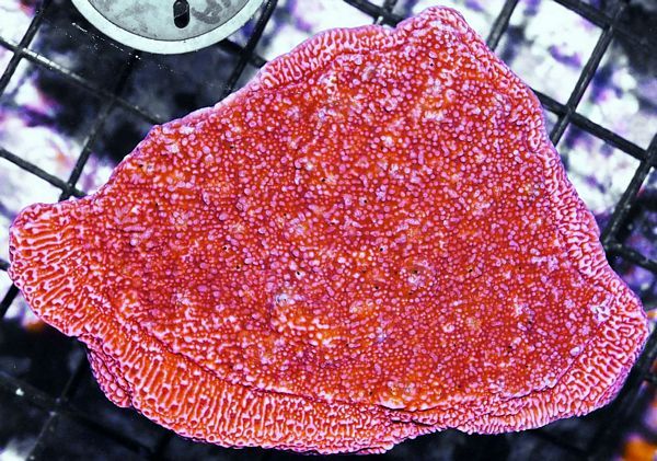 tn HP20AU26162015920Orange20Slice20Montipora zps9emlzjgv - NEW Hand-picked Indo Corals!