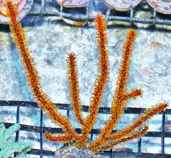 tn HP20AU2617206920Photo20Fire20Starter20Gorgo zpsxsjx36fz - NEW Hand-picked Indo Corals!