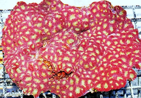 tn HP20AU31112017920Strawberry20Shortcake20Favites zpssxhqojyl - NEW Hand-picked Indo Corals Just Posted!