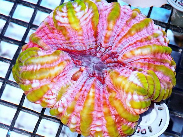 tn HP20AU31182049920Ultra20Bubble20Gum20Cynarina zps337bn82h - NEW Hand-picked Indo Corals Just Posted!