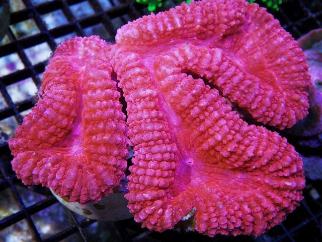 tn HP20JL26162012920Strawberry20Lobophyllia zps9dbg1abd - NEW Coral Colonies and Frags!
