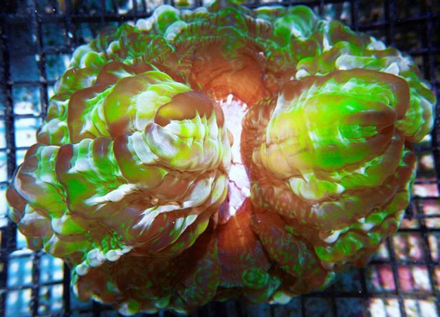 tn HP20JL26342017920XXL20Lime20Cynarina zpsteqzwgjf - NEW Coral Colonies and Frags!