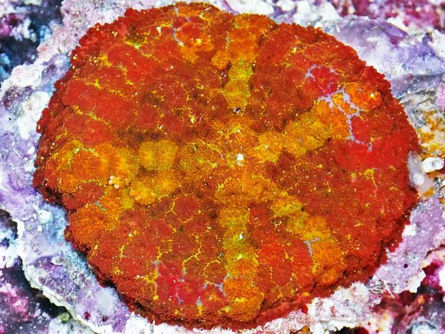 tn HP20N01012019920C20Badge20of20Honor20Ultra20rhodatus20202 zpsoxjlryja - HOT NEW Handpicked!