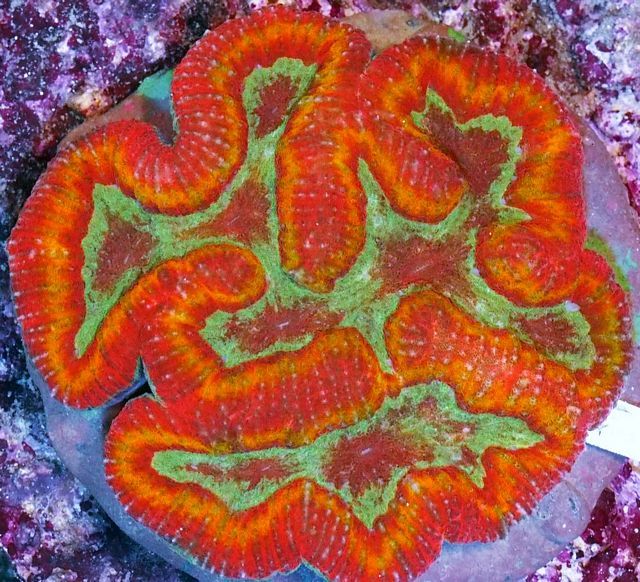 tn HP20N01032022920C20Clown20Face20Lobophyllia203 zpsbdszmcdh - HOT NEW Handpicked!