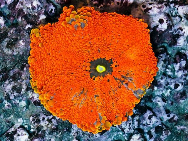 tn HP20N01112024920Pumpkin20Spice20Ricordea20yuma202 zpskrbk4kru - HOT NEW Handpicked!