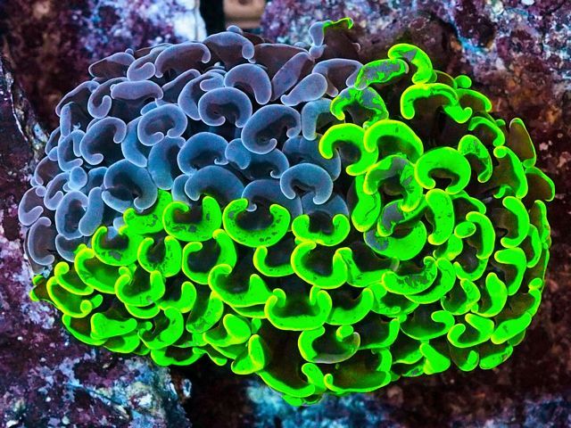 tn HP20N01152014920C20Half20Purple20Half20Neon20Wall20Hammer2035 zps3lkcjc3n - HOT NEW Handpicked!