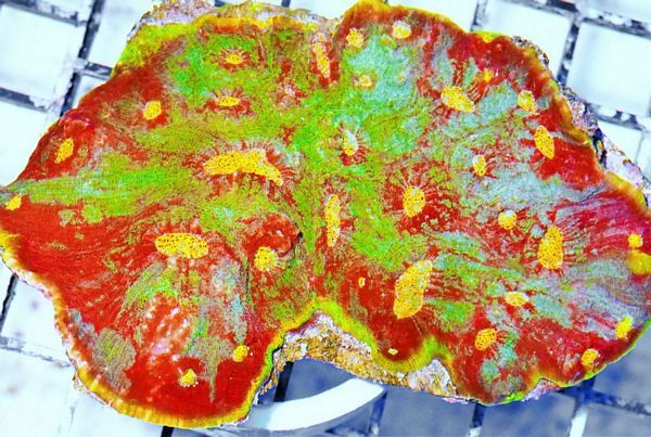 tn HP20S06252089920Rainbow20Skittles20Chalice zpsbefwhlol - NEW Hand-picked Indo Corals Just Posted!