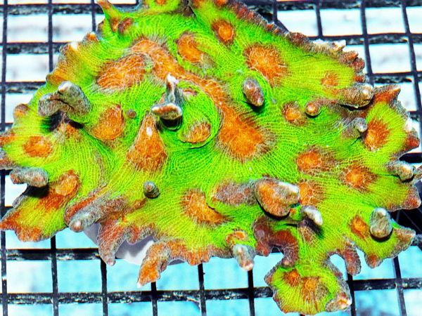 tn HP20S07382027920Radioactive20Mind20Bender zpsatdabkov - NEW Hand-picked Indo Corals Just Posted!
