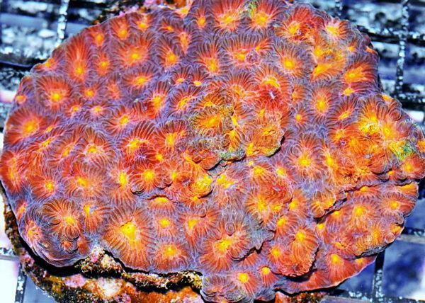 tn HP20S07392017920Dark20Night20Brain zpsdfn8wrc8 - NEW Hand-picked Indo Corals Just Posted!