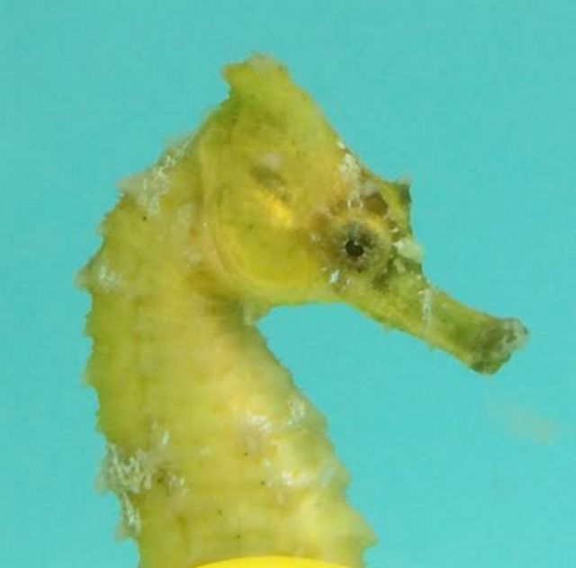 tn Hybrid205 zpsnc1x3srb - Captive Bred Hybrid Seahorses