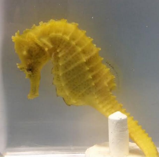 tn Hybrid16 zpsajwz4wkm - Captive Bred Hybrid Seahorses