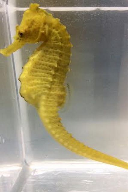 tn Hybrids16 zpsvj3kpr8y - Captive Bred Hybrid Seahorses