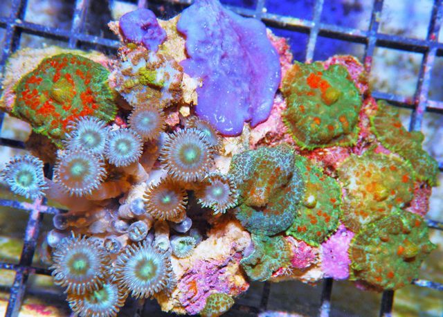 tn IMGP0702 zpsdxuhf2iw - NEW Pieces of the Reef!
