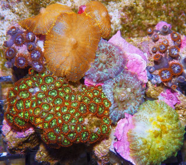 tn IMGP0727 zpsbvxl5h6z - NEW Pieces of the Reef!