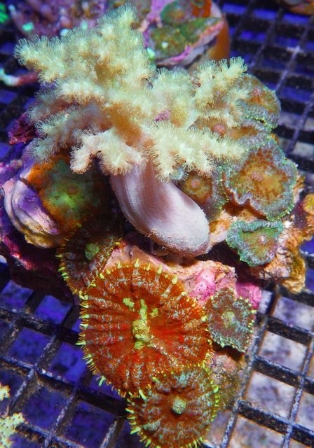 tn IMGP0738 zpsrseul6uz - NEW Pieces of the Reef!