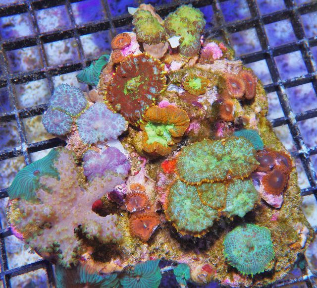 tn IMGP0744 zpsin2sg57e - NEW Pieces of the Reef!