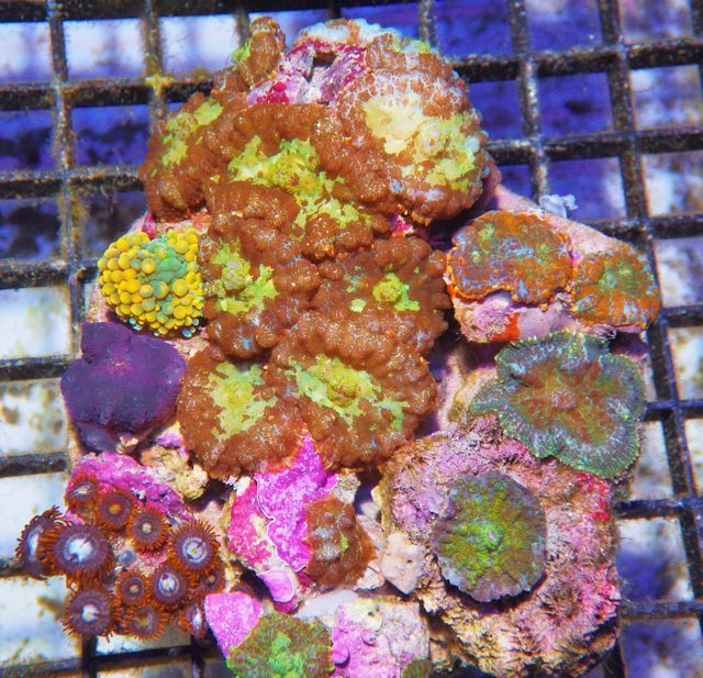tn IMGP0746 zpsmdje5j7z - NEW Pieces of the Reef!