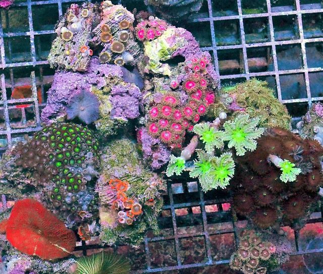 tn PR20O07042015920PotR zpsxhu3sdiu - NEW Pieces of the Reef and More!